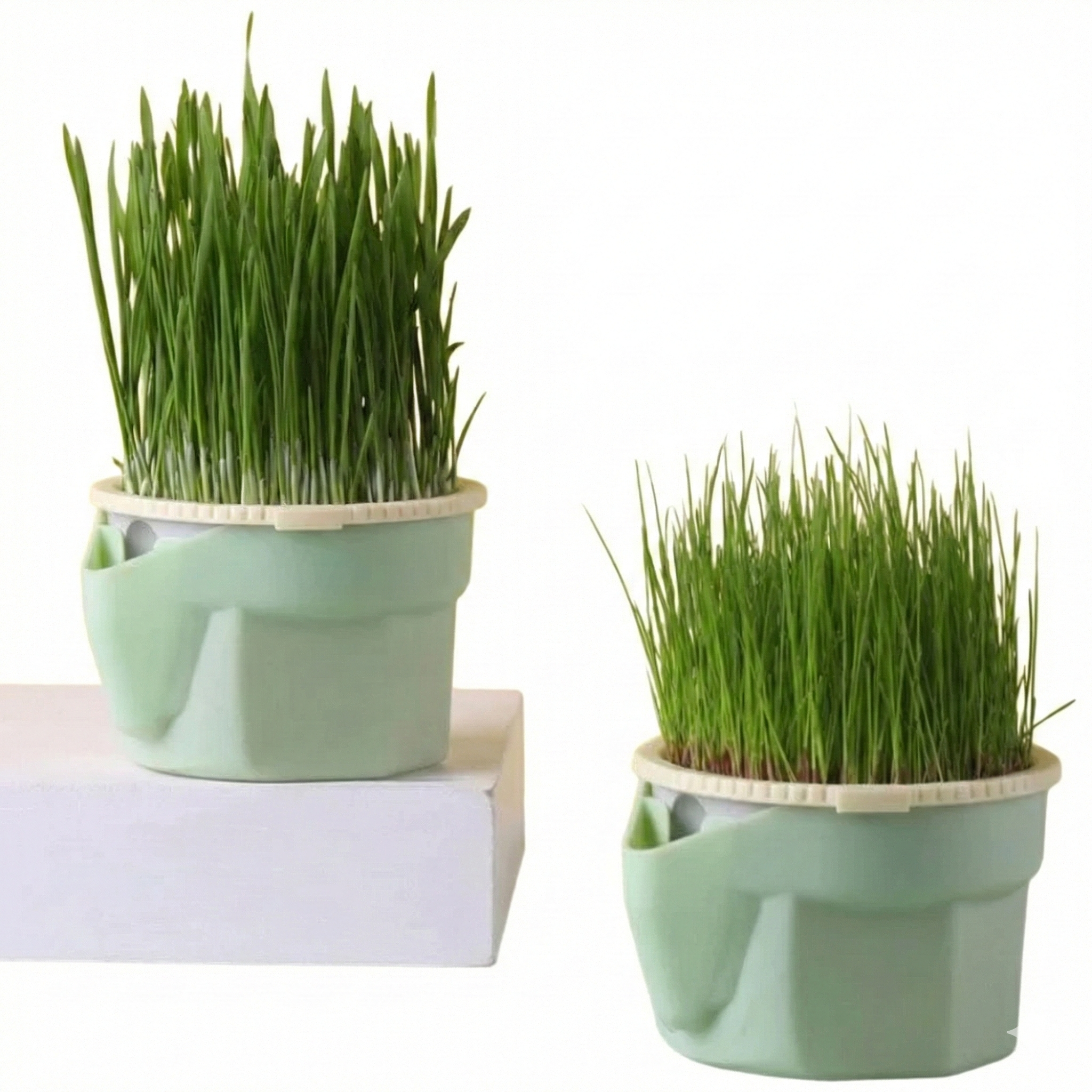 The "Mess-Free" Cat Grass Planter – Soilless Hydroponic Tray
