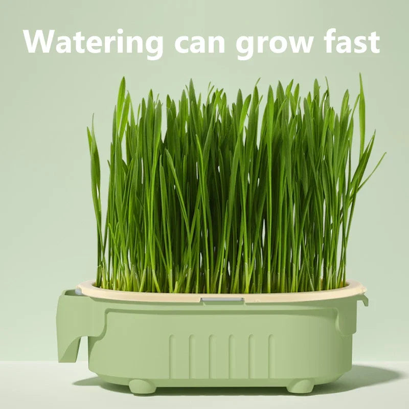 Hydroponic Cat Grass Planter grows fast