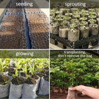 seeding, sprouting, growing and transplanting